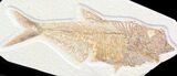 Detailed, Diplomystus Fossil Fish - Wyoming #41048-1
